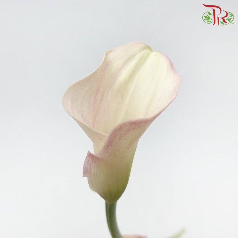 Calla Lily - Promise (5 Stems)-Purple-Netherland-prflorist.com.my