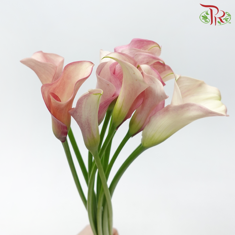 Calla Lily - Promise (5 Stems)-Purple-Netherland-prflorist.com.my