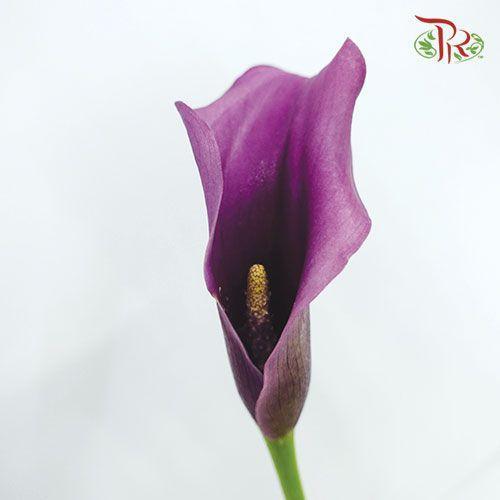 Calla lily - Purple (5 Stems)-Purple-Netherland-prflorist.com.my