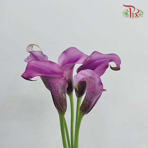 Calla lily - Purple (5 Stems)-Purple-Netherland-prflorist.com.my