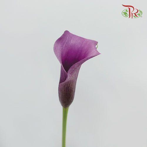 Calla lily - Purple (5 Stems)-Purple-Netherland-prflorist.com.my