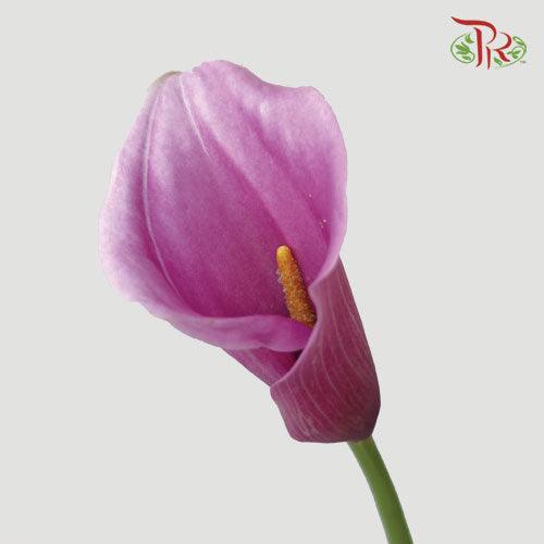 Calla Lily - Purple / Pink (5 Stems)-Pink-Netherland-prflorist.com.my