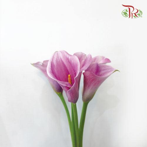 Calla Lily - Purple / Pink (5 Stems)-Pink-Netherland-prflorist.com.my