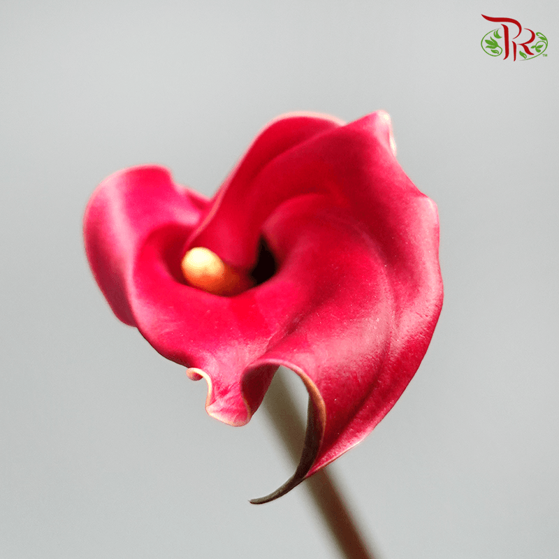Calla Lily - Red (5 Stems)-Red-Japan-prflorist.com.my