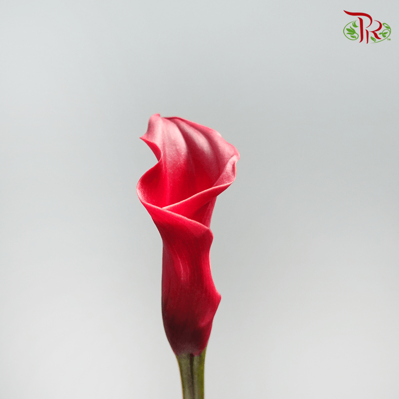 Calla Lily - Red (5 Stems)-Red-Japan-prflorist.com.my