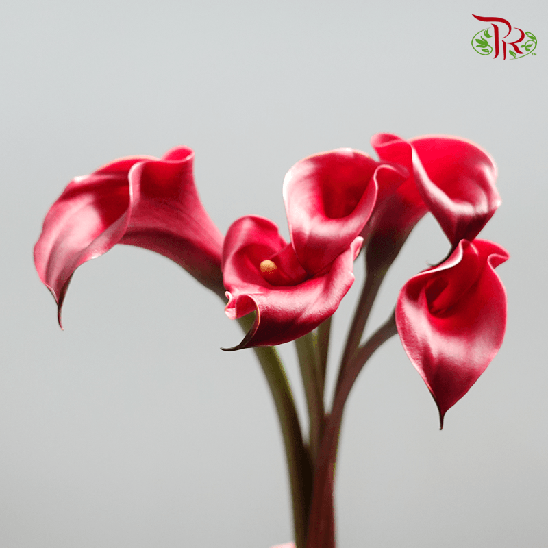 Calla Lily - Red (5 Stems)-Red-Japan-prflorist.com.my