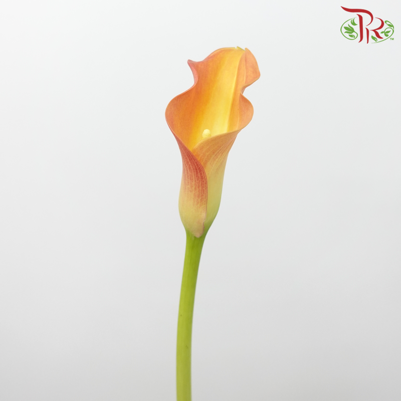 Calla Lily - Safflower Orange (5 Stems)-Orange-Netherland-prflorist.com.my