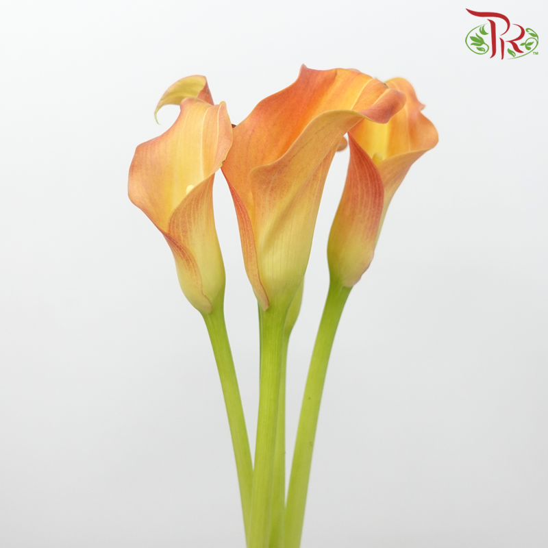 Calla Lily - Safflower Orange (5 Stems)-Orange-Netherland-prflorist.com.my