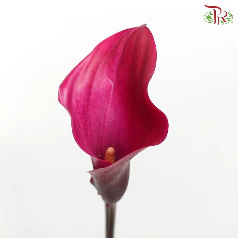 Calla Lily - Tokyo (5 Stems)-Tokyo-Kenya-prflorist.com.my
