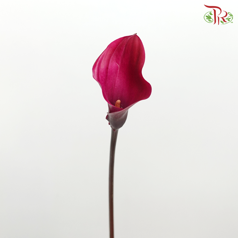 Calla Lily - Tokyo (5 Stems)-Tokyo-Kenya-prflorist.com.my