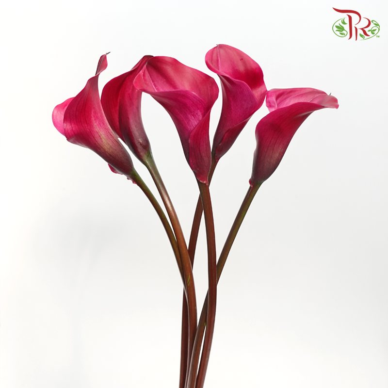 Calla Lily - Tokyo (5 Stems)-Tokyo-Kenya-prflorist.com.my