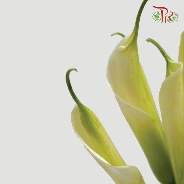 Calla Lily - White (10 Stems)-White-China-prflorist.com.my