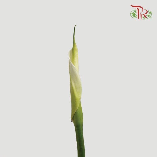 Calla Lily - White (10 Stems)-White-China-prflorist.com.my