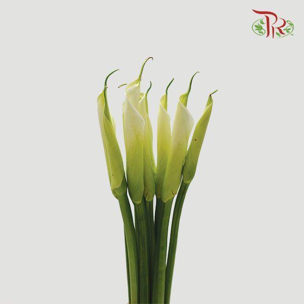 Calla Lily - White (10 Stems)-White-China-prflorist.com.my