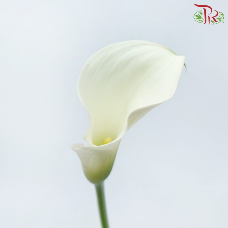 Calla Lily - White (5 Stems)-White-China-prflorist.com.my
