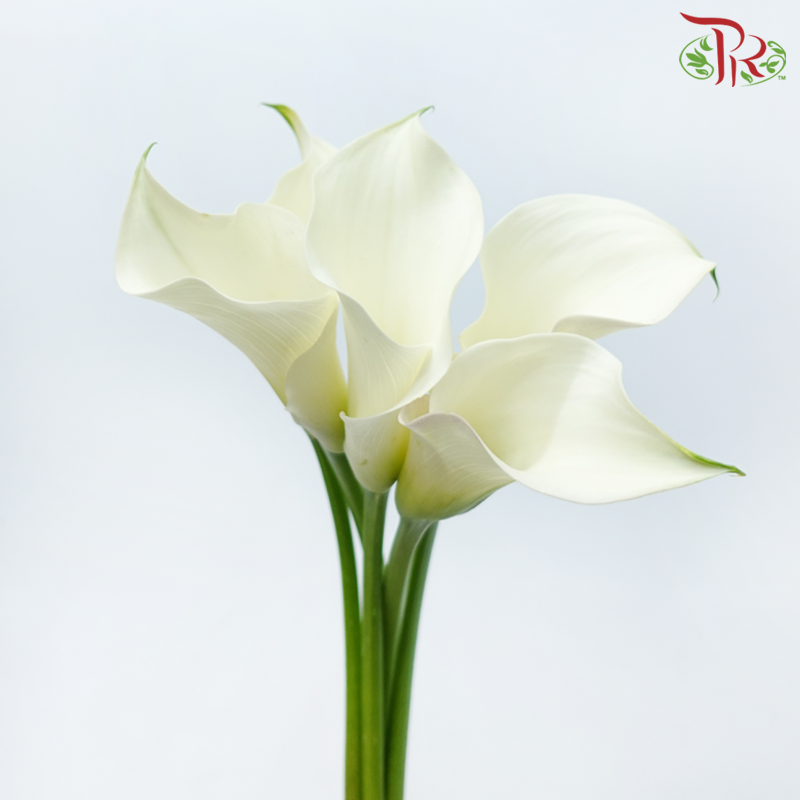 Calla Lily - White (5 Stems)-White-China-prflorist.com.my