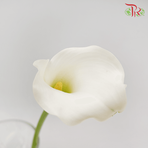 Calla Lily - White Flirt (5 Stems)-White-Kenya-prflorist.com.my
