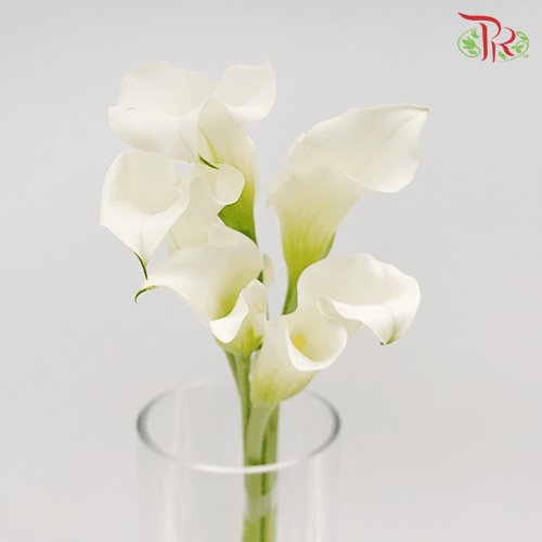 Calla Lily - White Flirt (5 Stems)-White-Kenya-prflorist.com.my