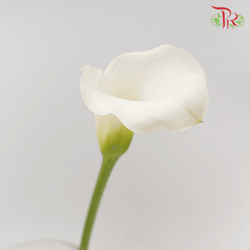 Calla Lily - White Flirt (5 Stems)-White-Kenya-prflorist.com.my