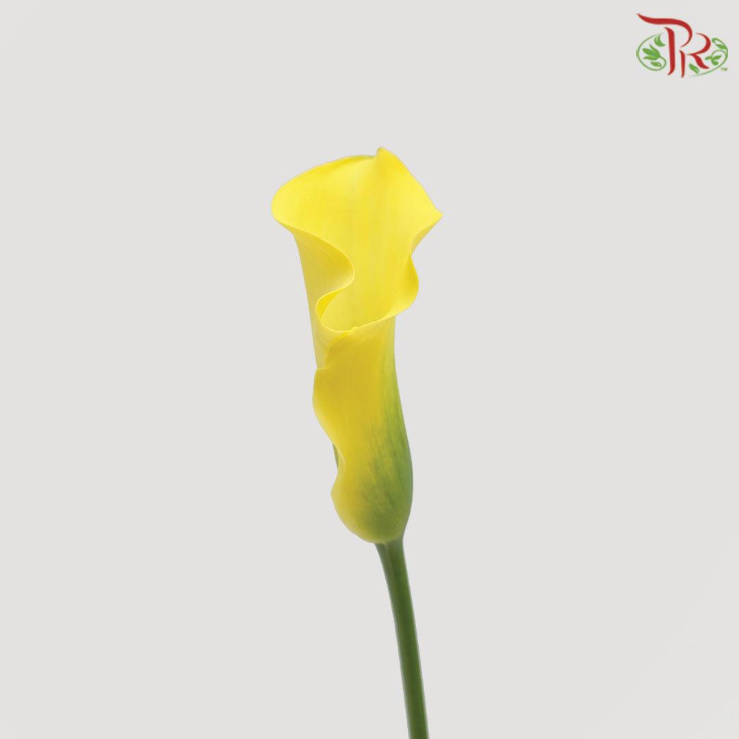 Calla Lily - Yellow (5 Stems)-Yellow-Japan-prflorist.com.my