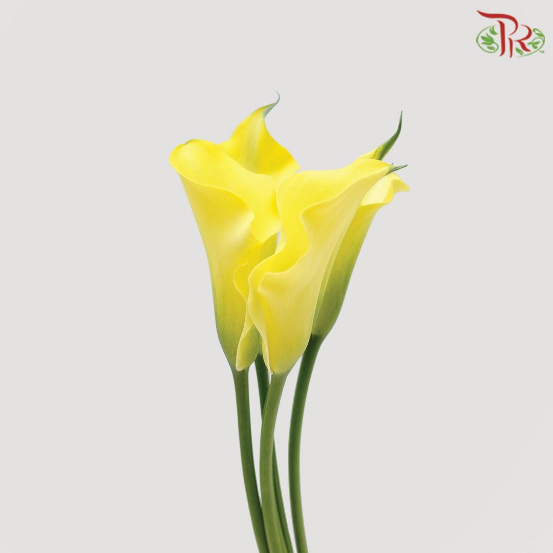 Calla Lily - Yellow (5 Stems)-Yellow-Japan-prflorist.com.my
