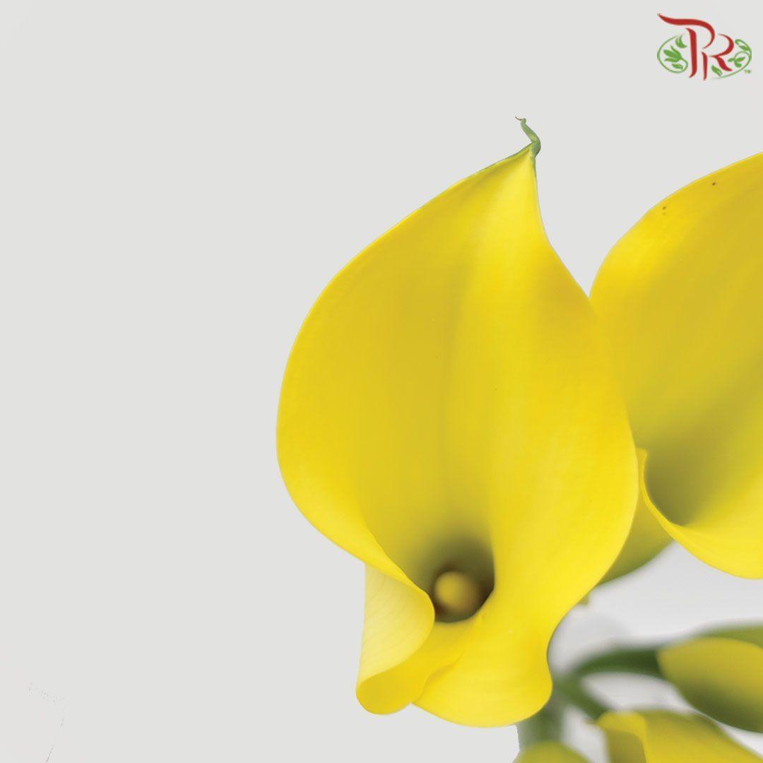 Calla Lily - Yellow (5 Stems)-Yellow-Netherland-prflorist.com.my