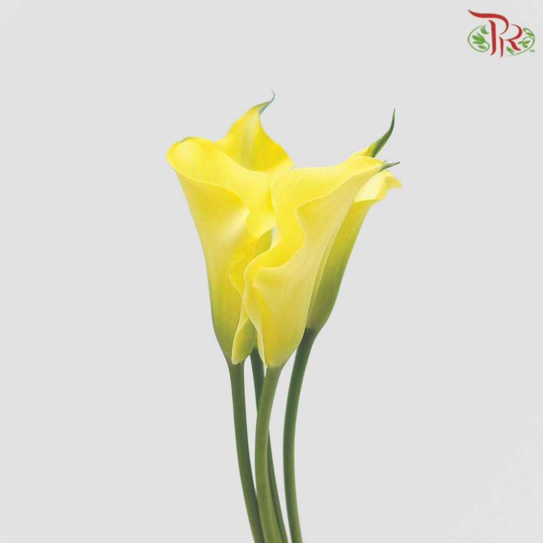 Calla Lily - Yellow (5 Stems)-Yellow-Netherland-prflorist.com.my