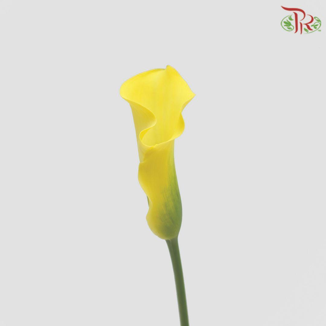 Calla Lily - Yellow (5 Stems)-Yellow-Netherland-prflorist.com.my