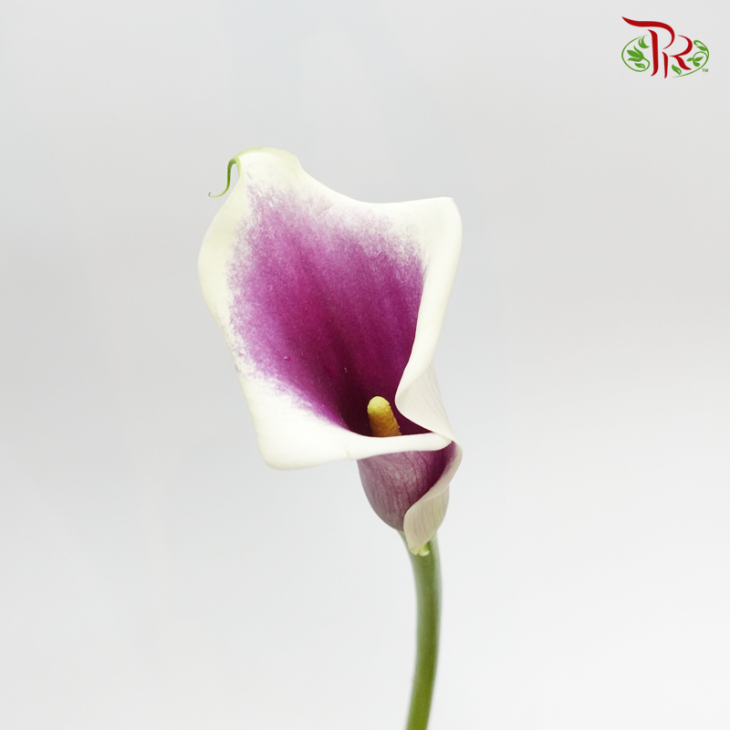 Calla Lily - Yellowish & Purple (5 Stems)-Purple-Japan-prflorist.com.my