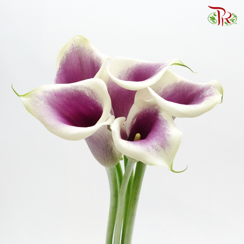 Calla Lily - Yellowish & Purple (5 Stems)-Purple-Japan-prflorist.com.my