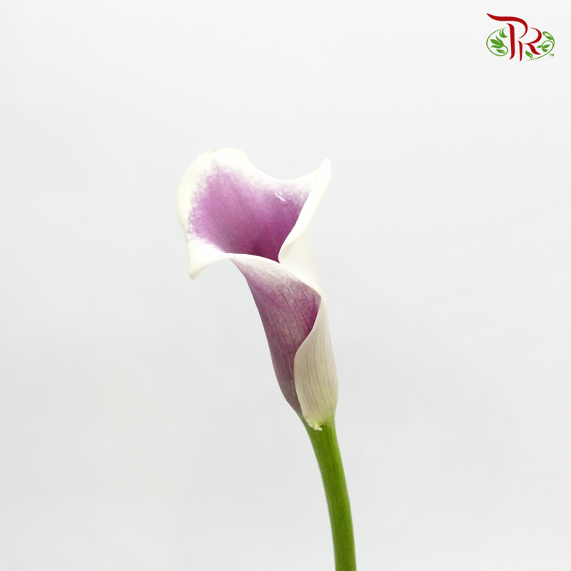 Calla Lily - Yellowish & Purple (5 Stems)-Purple-Japan-prflorist.com.my