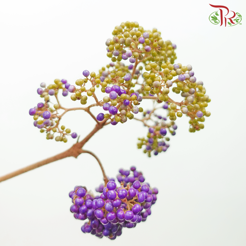 Callicarpa - Purple (Per Bunch)-Purple-China-prflorist.com.my