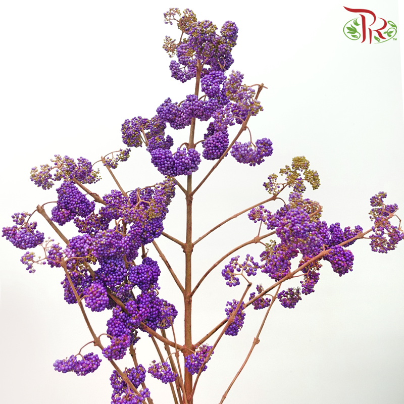 Callicarpa - Purple (Per Bunch)-Purple-China-prflorist.com.my