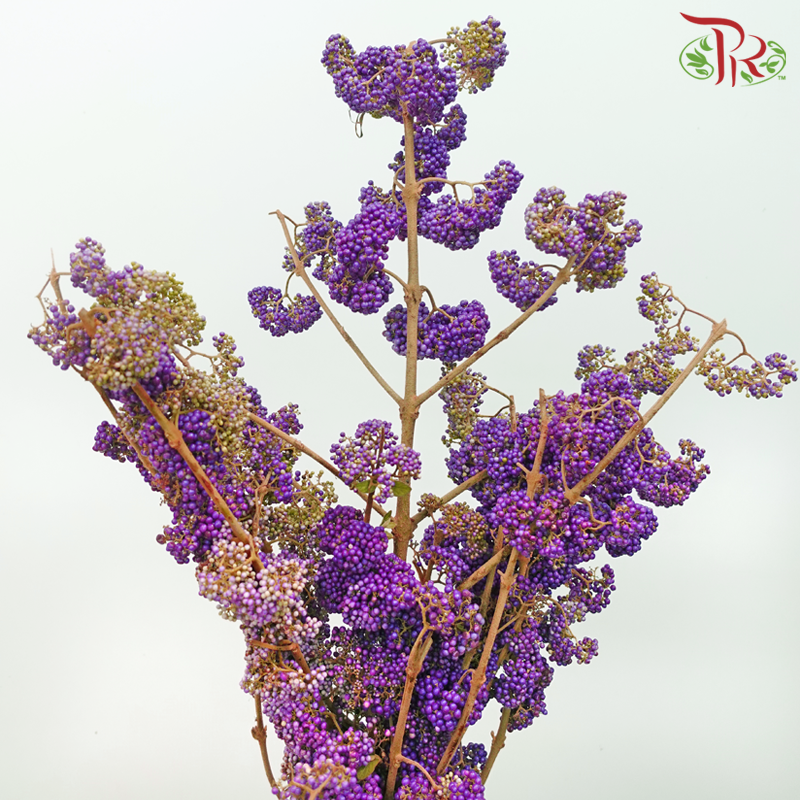Callicarpa - Purple (Per Bunch)-Purple-China-prflorist.com.my