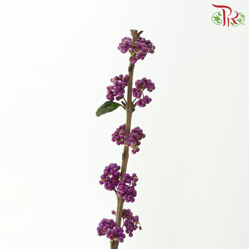 Callicarpa - Purple (Per Bunch)-Purple-China-prflorist.com.my