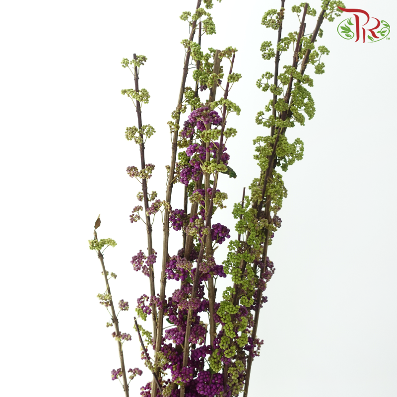 Callicarpa - Purple (Per Bunch)-Purple-China-prflorist.com.my