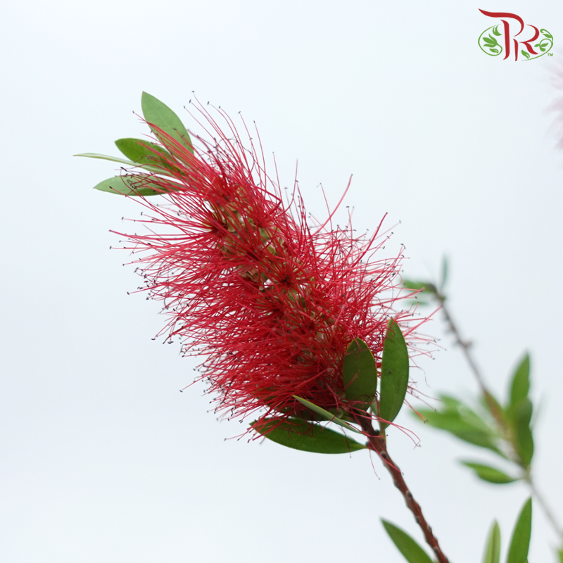 Callistemon Rigidus - Red (Per Bunch)-Red-China-prflorist.com.my