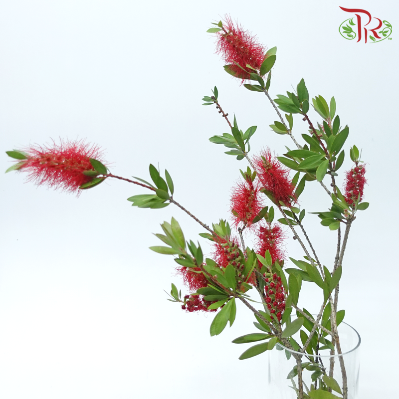 Callistemon Rigidus - Red (Per Bunch)-Red-China-prflorist.com.my
