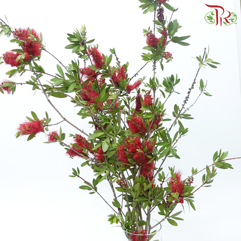 Callistemon Rigidus - Red (Per Bunch)-Red-China-prflorist.com.my