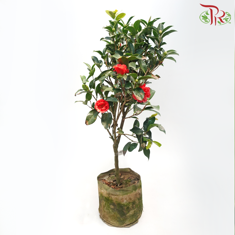 Camellia《山茶花》-Pudu Ria Florist-prflorist.com.my