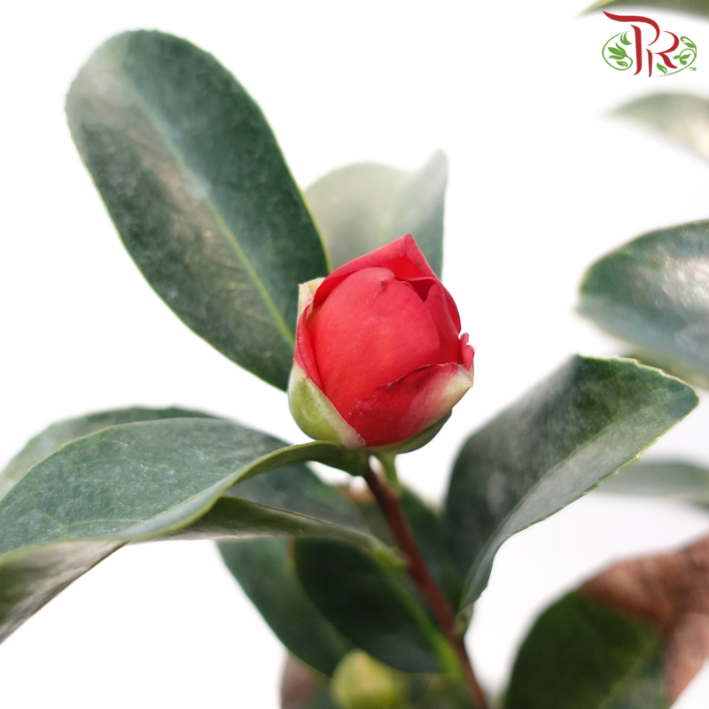 Camellia《山茶花》-Pudu Ria Florist-prflorist.com.my