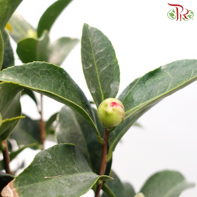 Camellia《山茶花》-Pudu Ria Florist-prflorist.com.my