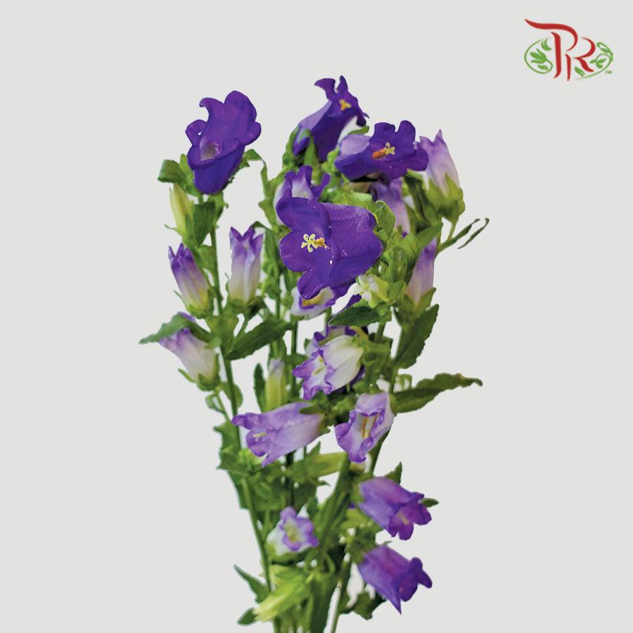 Campanula - Champion Type Deep Blue (5 Stems)-Purple-Vietnam-prflorist.com.my
