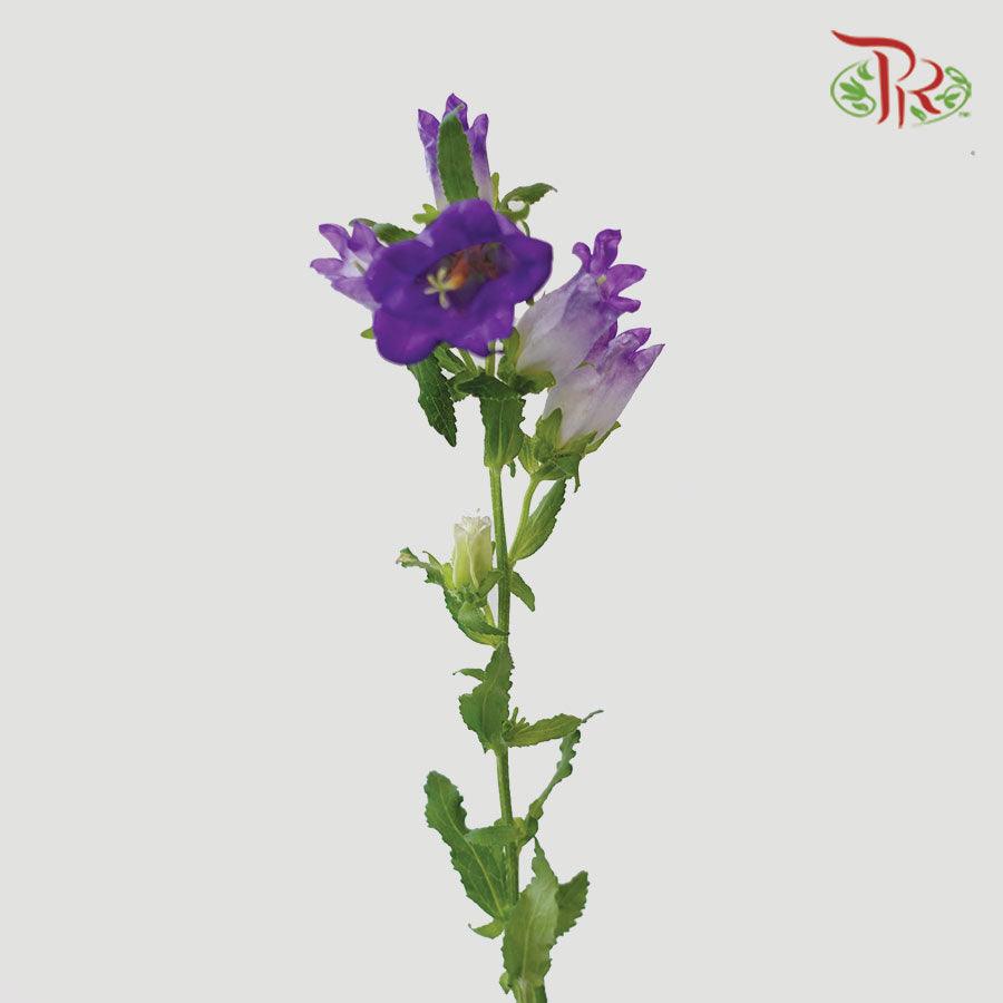 Campanula - Champion Type Deep Blue (5 Stems)-Purple-Vietnam-prflorist.com.my