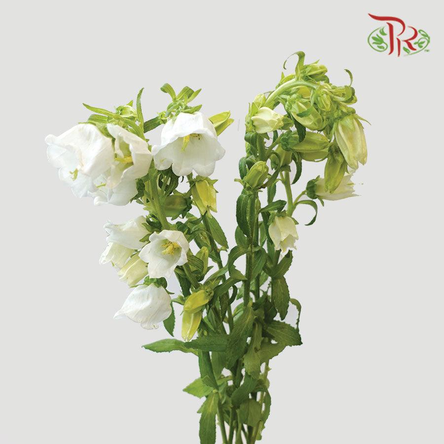 Campanula - Champion White (5 Stems)-White-Vietnam-prflorist.com.my