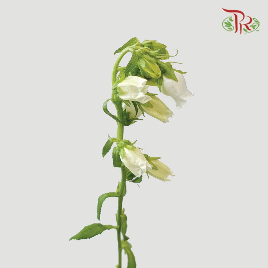 Campanula - Champion White (5 Stems)-White-Vietnam-prflorist.com.my