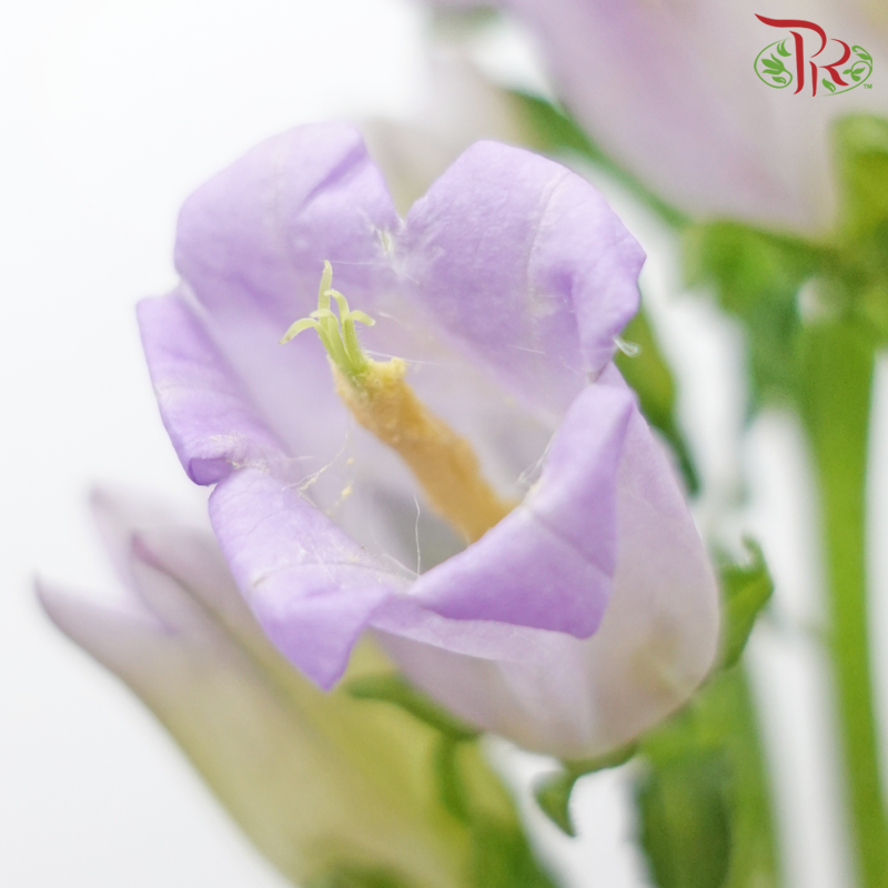 Campanula《风铃草》