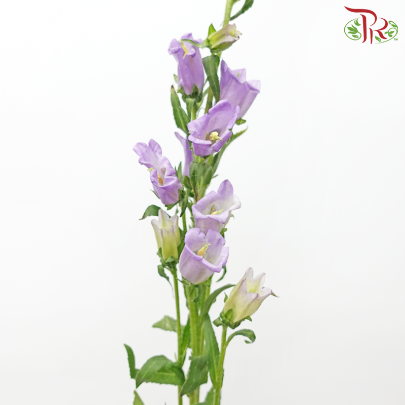 Campanula《风铃草》