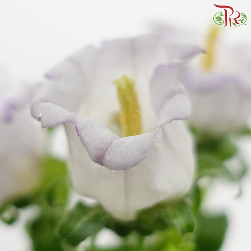 Campanula《风铃草》