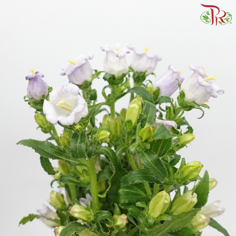 Campanula《风铃草》